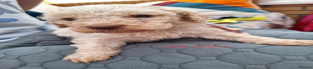 Red collar