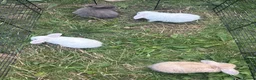 Mini Lop rabbits for sale: Baby mini lops in Walsall - Advert 6