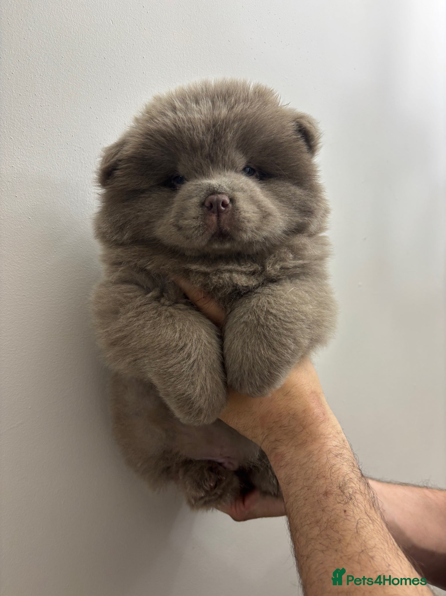 Chow Chow dogs Ready to leave solid lilac🧸 not to be missed 🔥  - Advert 1