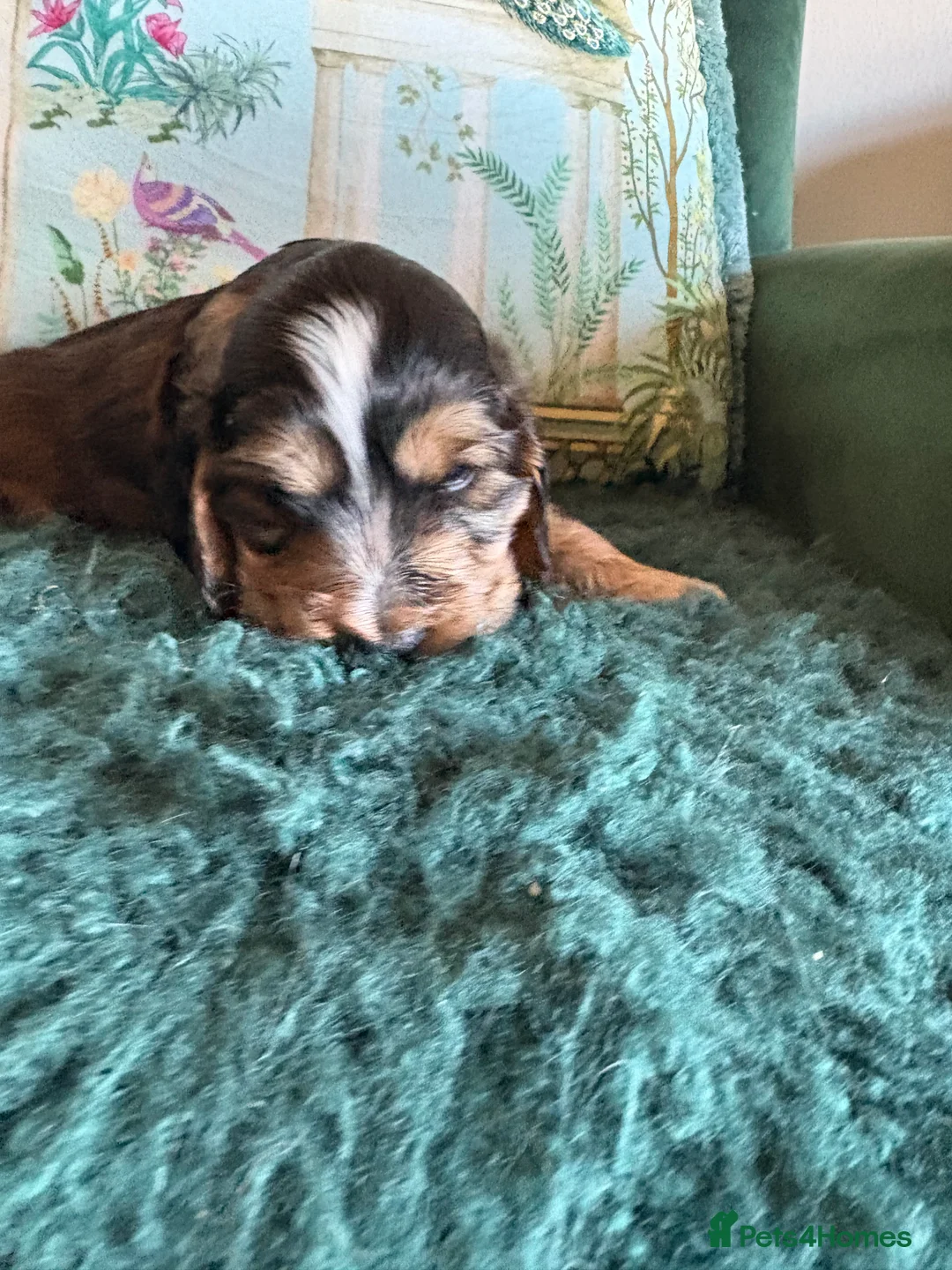 Cocker Spaniel dogs for sale: Stunning kc registered show cocker boy available - Advert 5