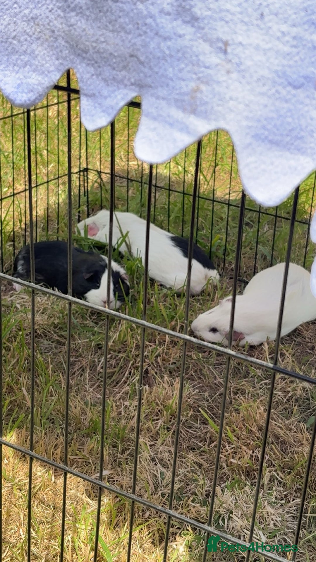 Guinea Pig rodents for sale: Male Guinea Pig- Cheesecake - Image 3