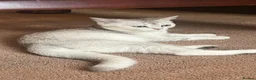 British Shorthair cats for sale: British short hair kitten  - Advert 2