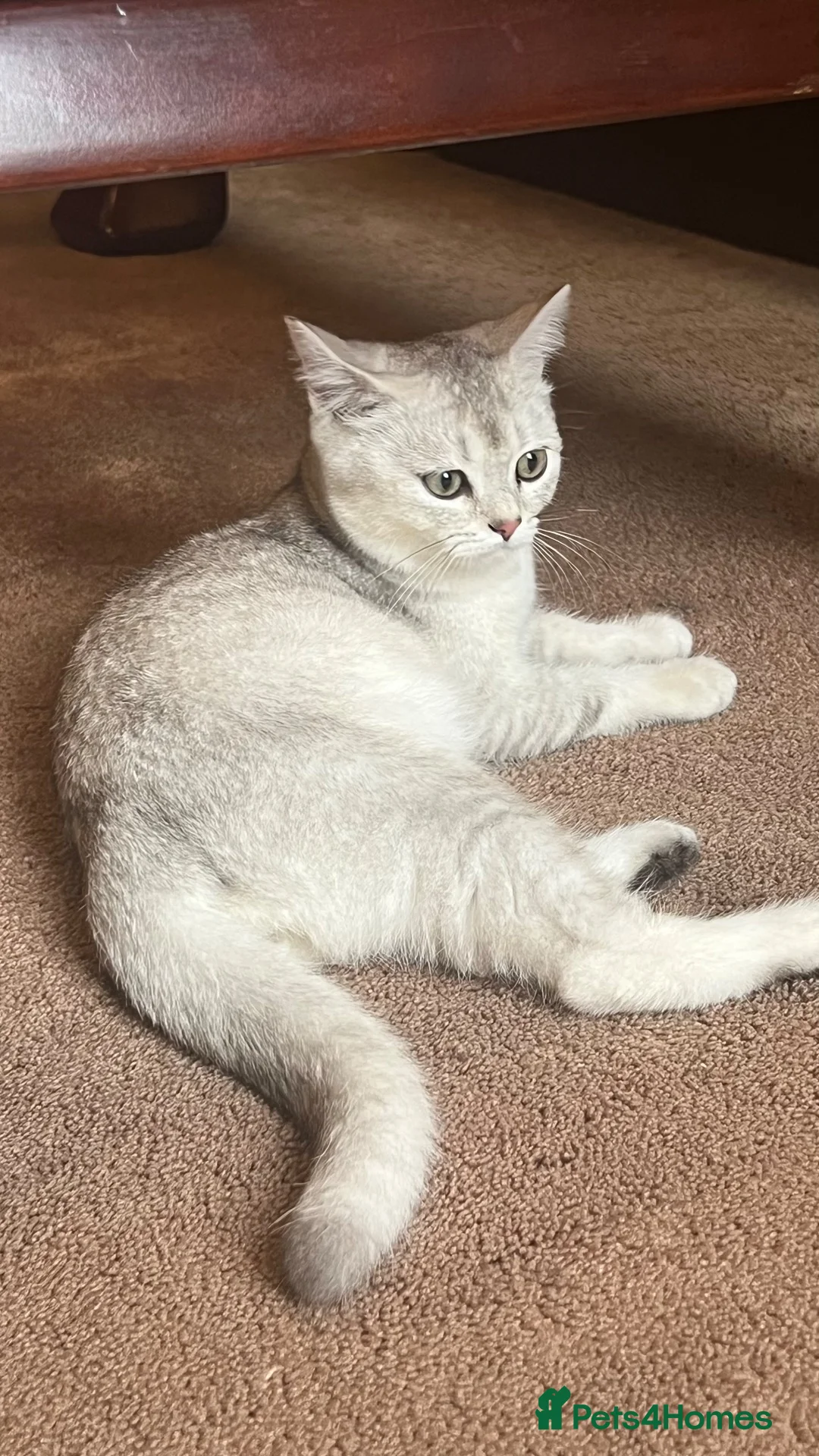 British Shorthair cats for sale: British short hair kitten  - Advert 2