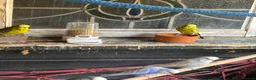 Budgerigars birds for sale: 14 x budgies for sale mixed sexes (£30 each bird)  - Advert 5