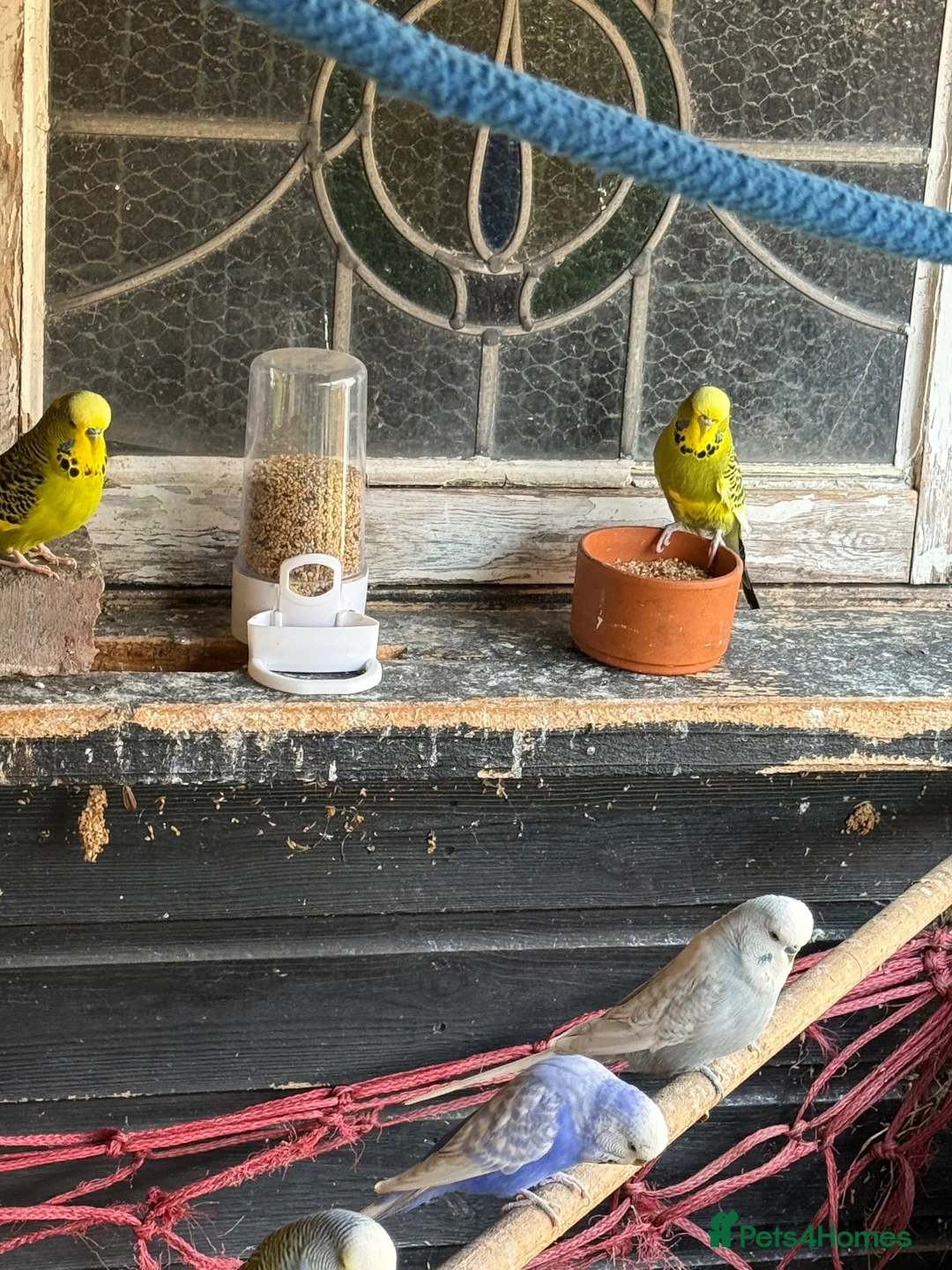 Budgerigars birds for sale: 14 x budgies for sale mixed sexes (£30 each bird)  - Advert 5