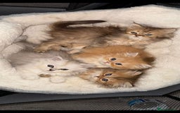 Persian cats for sale: Adorable Persian Kittens  - Image 3