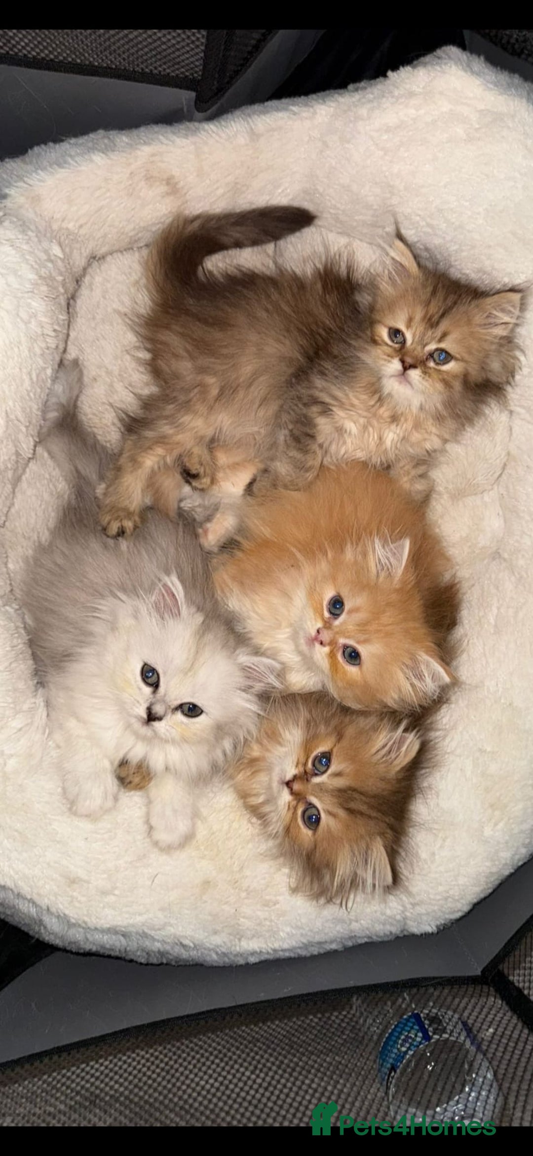 Persian cats for sale: Adorable Persian Kittens  - Image 3