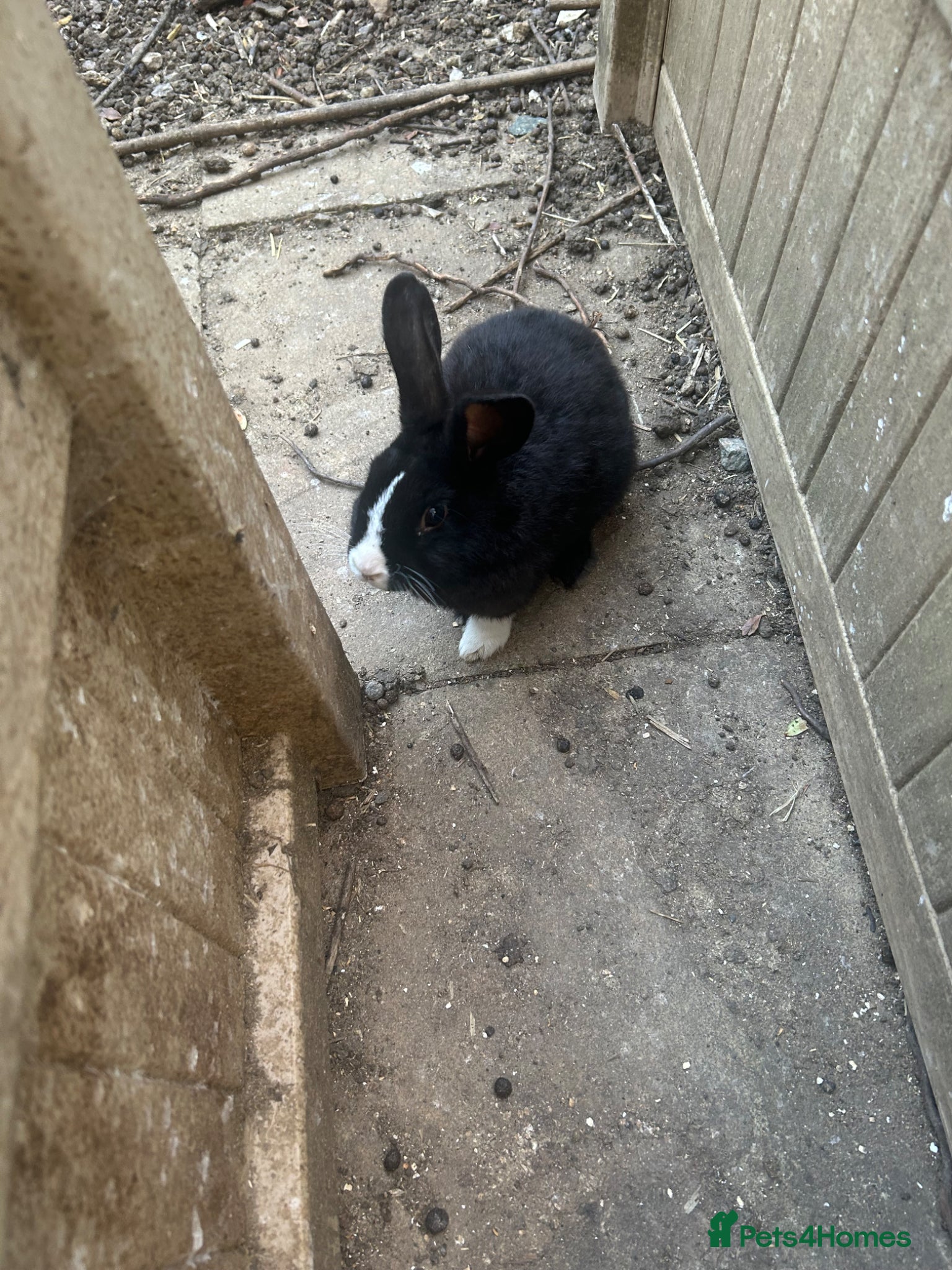 Dutch rabbits Free roaming Rabbits seek loving home - Advert 1
