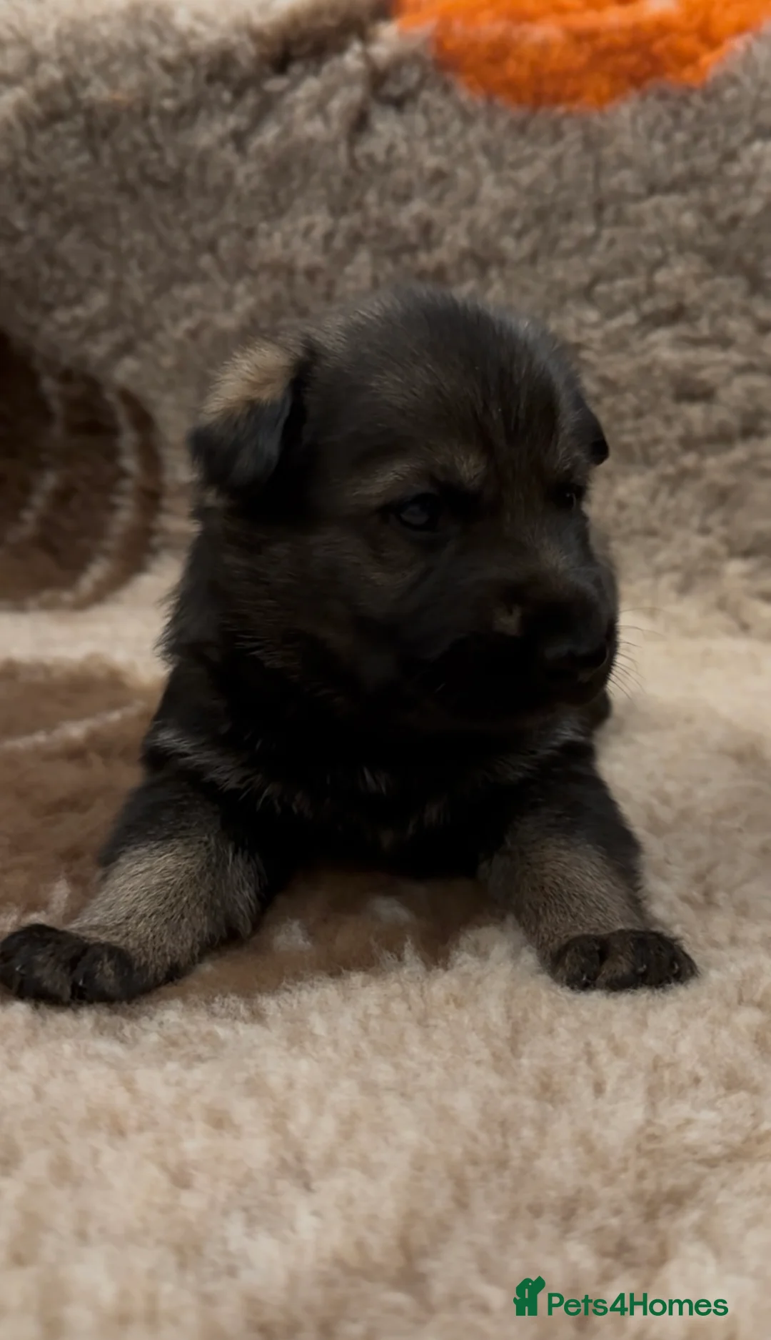 German Shepherd dogs for sale: Beautiful Working Line German Shepherd Puppies - Advert 7