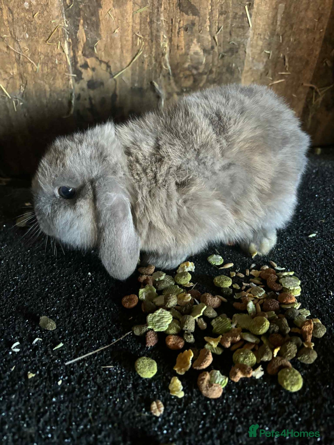 Mini Lop rabbits for sale: Baby mini lop rabbits - Advert 3
