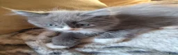 Mixed Breed cats for sale: Beautiful ragdoll/Persian cross kitten  - Advert 1