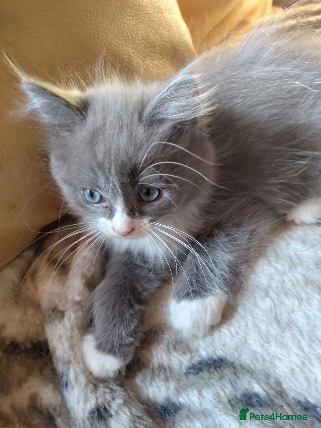 Mixed Breed cats for sale: Beautiful ragdoll/Persian cross kitten  - Advert 1