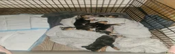 Miniature Pinscher dogs for sale: Miniature Pincher with Prague Ratter lineage - Advert 8