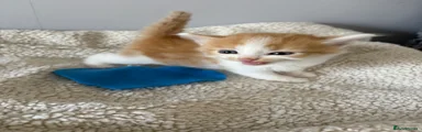 Mixed Breed Kitten 3