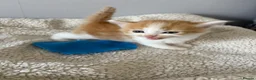 Mixed Breed cats for sale: Stunning kittens  - Advert 3