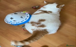 British Shorthair cats for sale: Pedigree British Shorthair  - Image 16