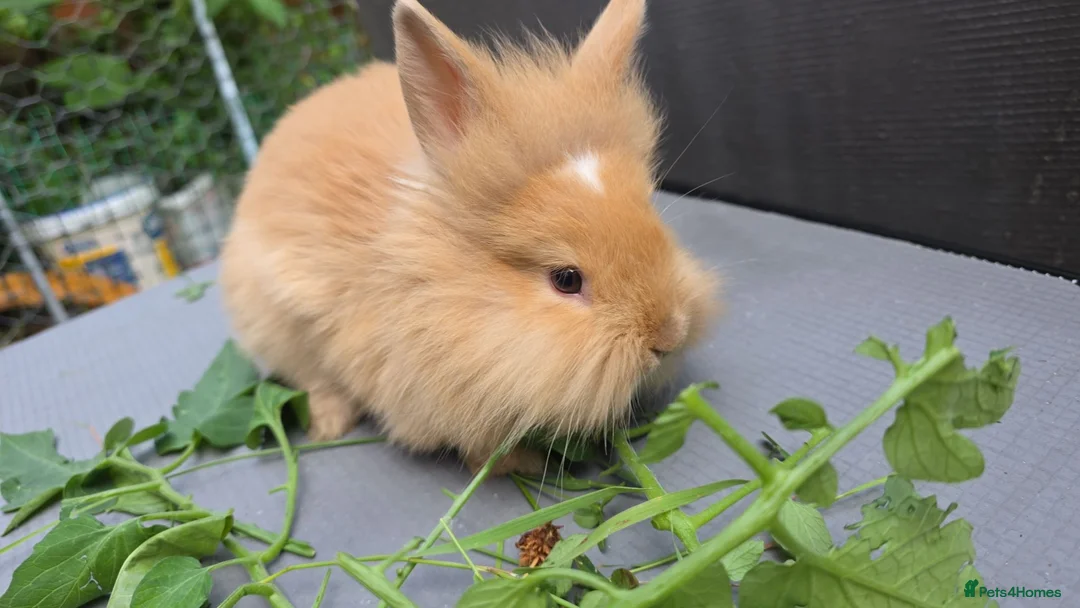 Lionhead rabbits for sale: Lion head  (Double maned) - Advert 1