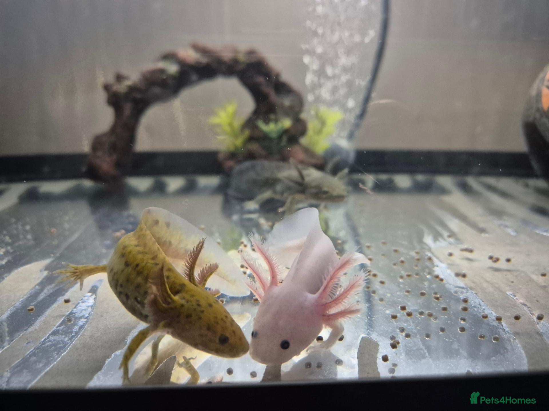 Axolotl reptiles Various axolotl juveniles available - Advert 2