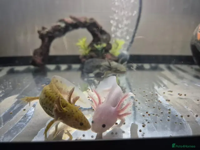 Axolotl reptiles Various axolotl juveniles available - Advert 1