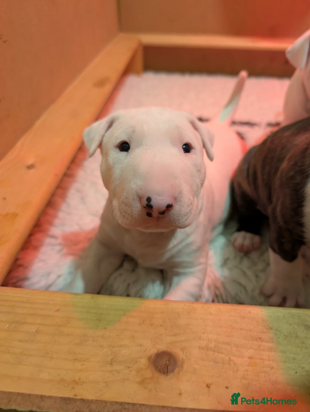 English Bull Terrier dogs for sale: English bull terrier pups - Advert 16