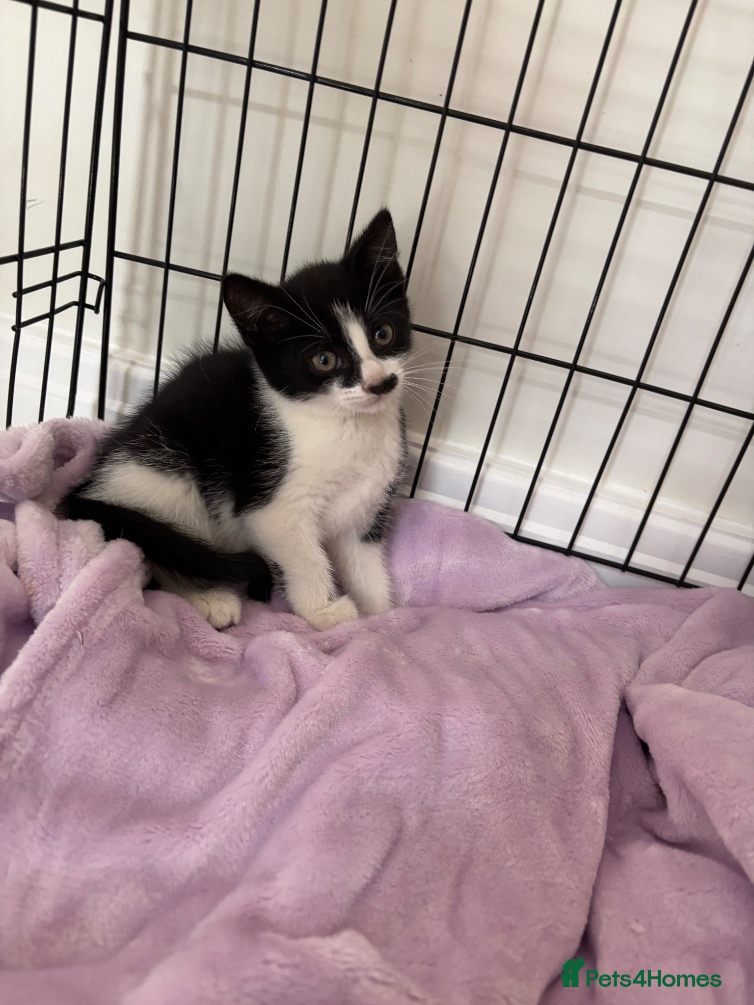 Mixed Breed cats Beautiful Little Black & White Boy - Advert 2