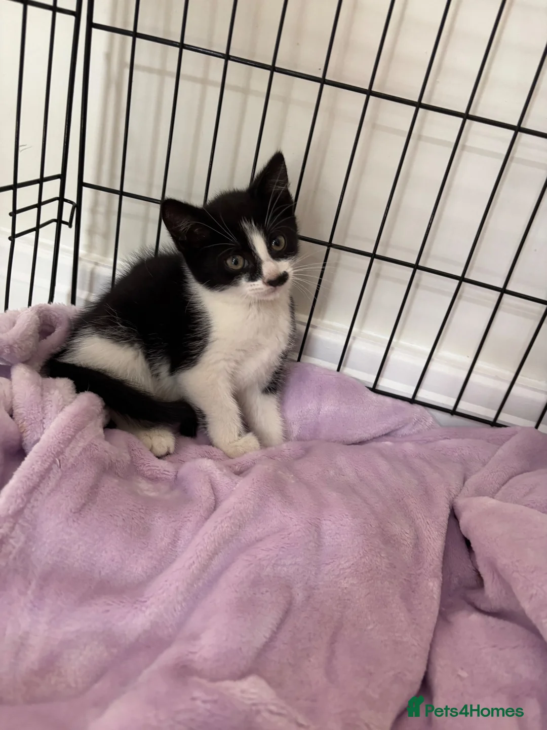 Mixed Breed cats for sale: Beautiful Little Black & White Boy - Advert 1