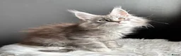 Maine Coon cats for sale: Outstanding Russian line kittens  - Advert 14
