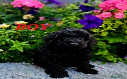 Cockapoo dogs for sale: Top quality F1 health tested cockapoos  - Image 14