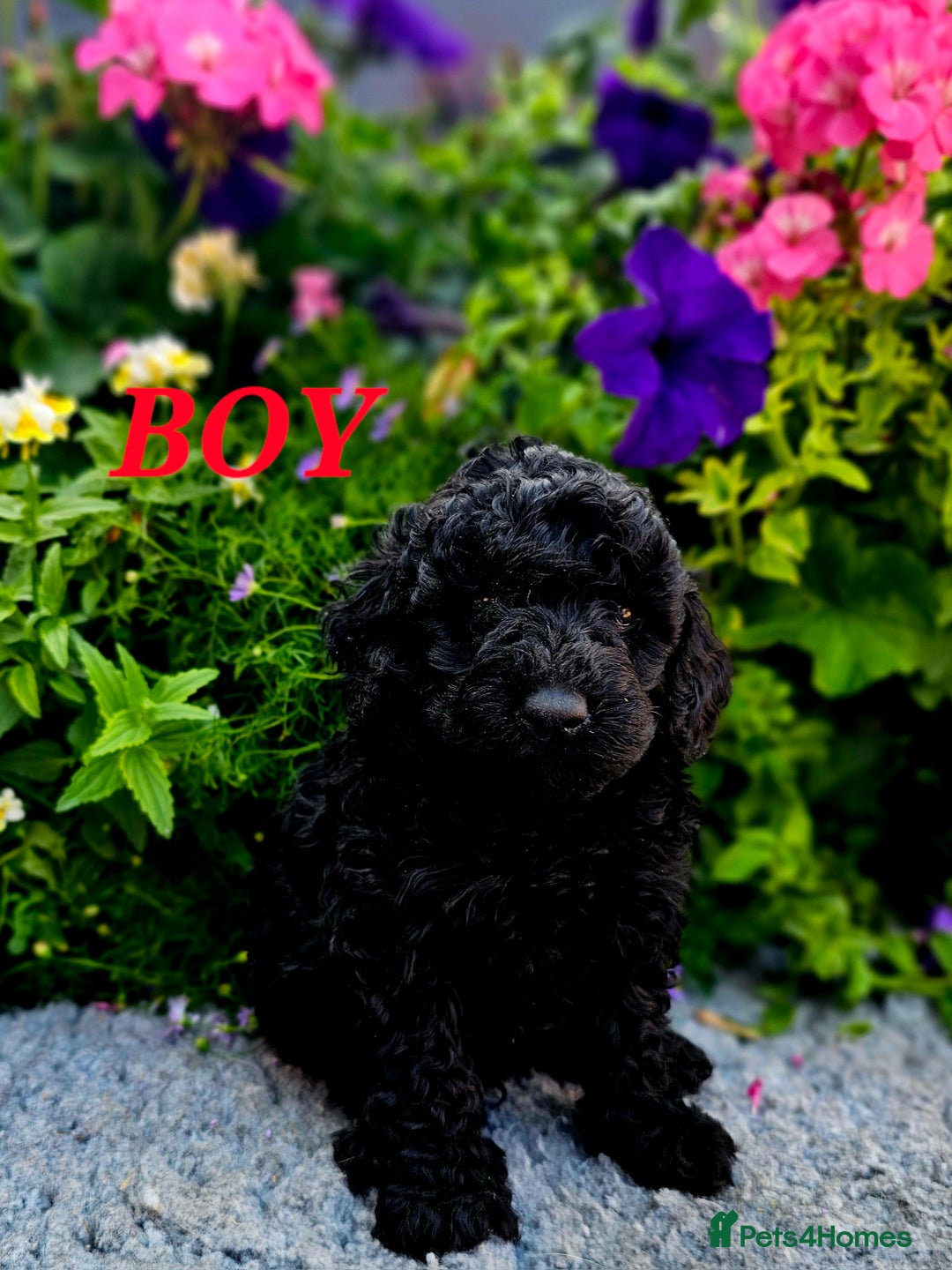 Cockapoo dogs for sale: Top quality F1 health tested cockapoos  - Image 14