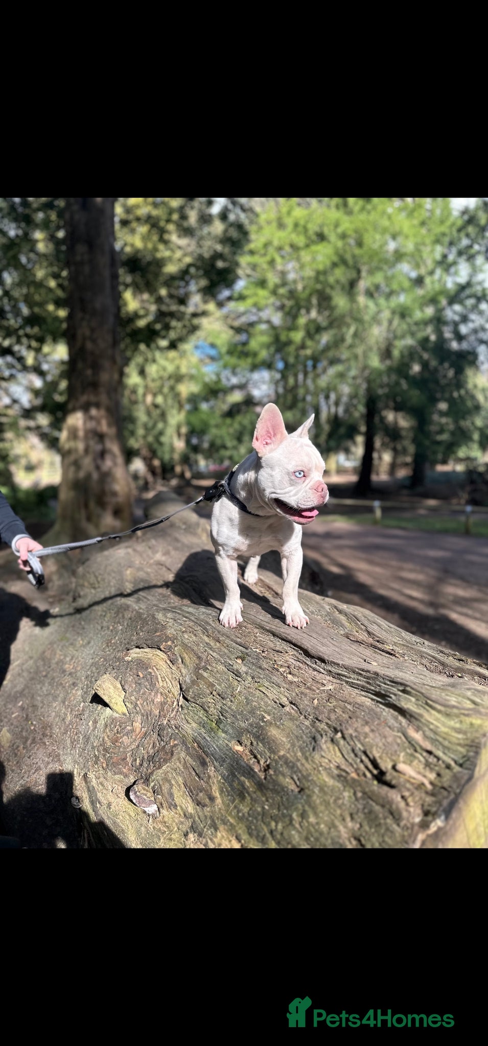 French Bulldog dogs White French bull dog blue eyes  - Advert 1