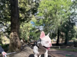 French Bulldog dogs White French bull dog blue eyes - Advert 2