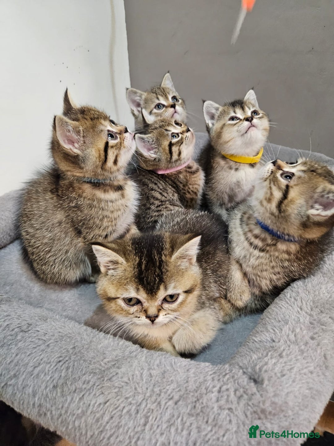 British Shorthair cats for sale: British Shorthair Kittens Full Pedigree Parents  - Advert 3