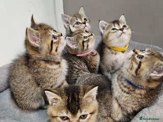 British Shorthair cats British Shorthair Kittens Full Pedigree Parents - Advert 2