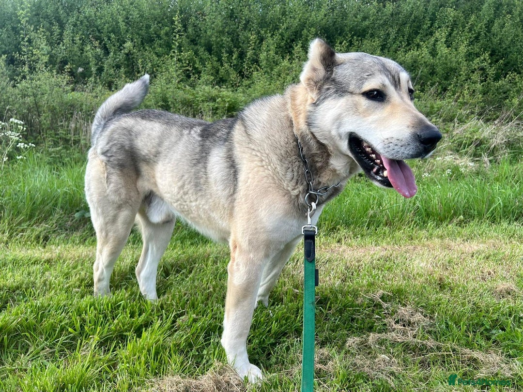 Mixed Breed dogs for sale: 🐾 Armenian Shepherd Security Dog - Meet Mango 🐾 - Image 4