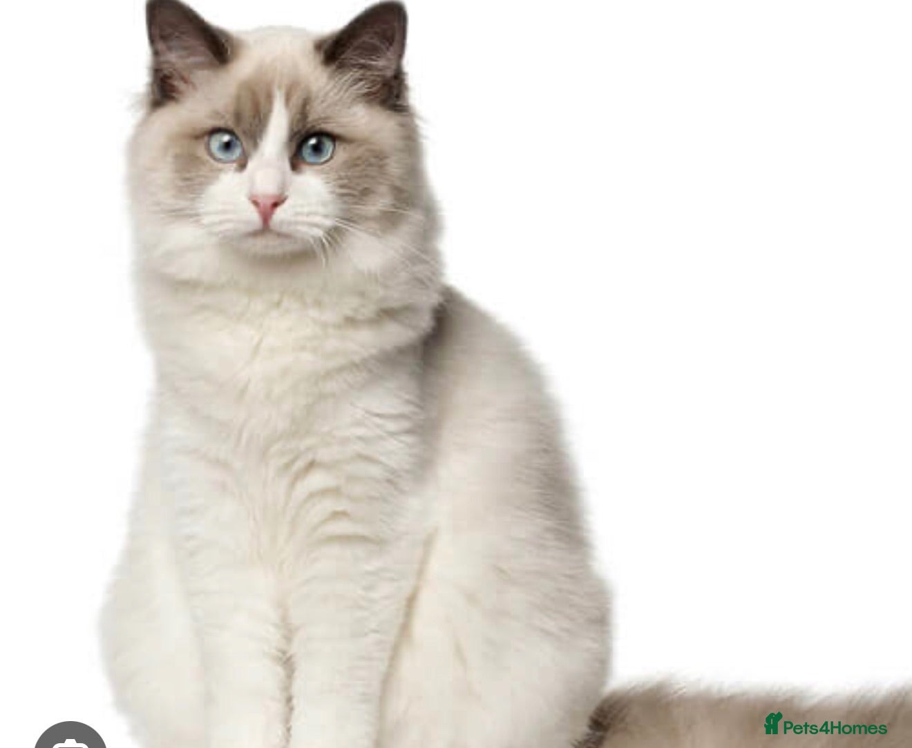 Ragdoll cats Woody - Ragdoll - Advert 1