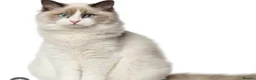 Ragdoll cats for sale: Woody - Ragdoll - Advert 1