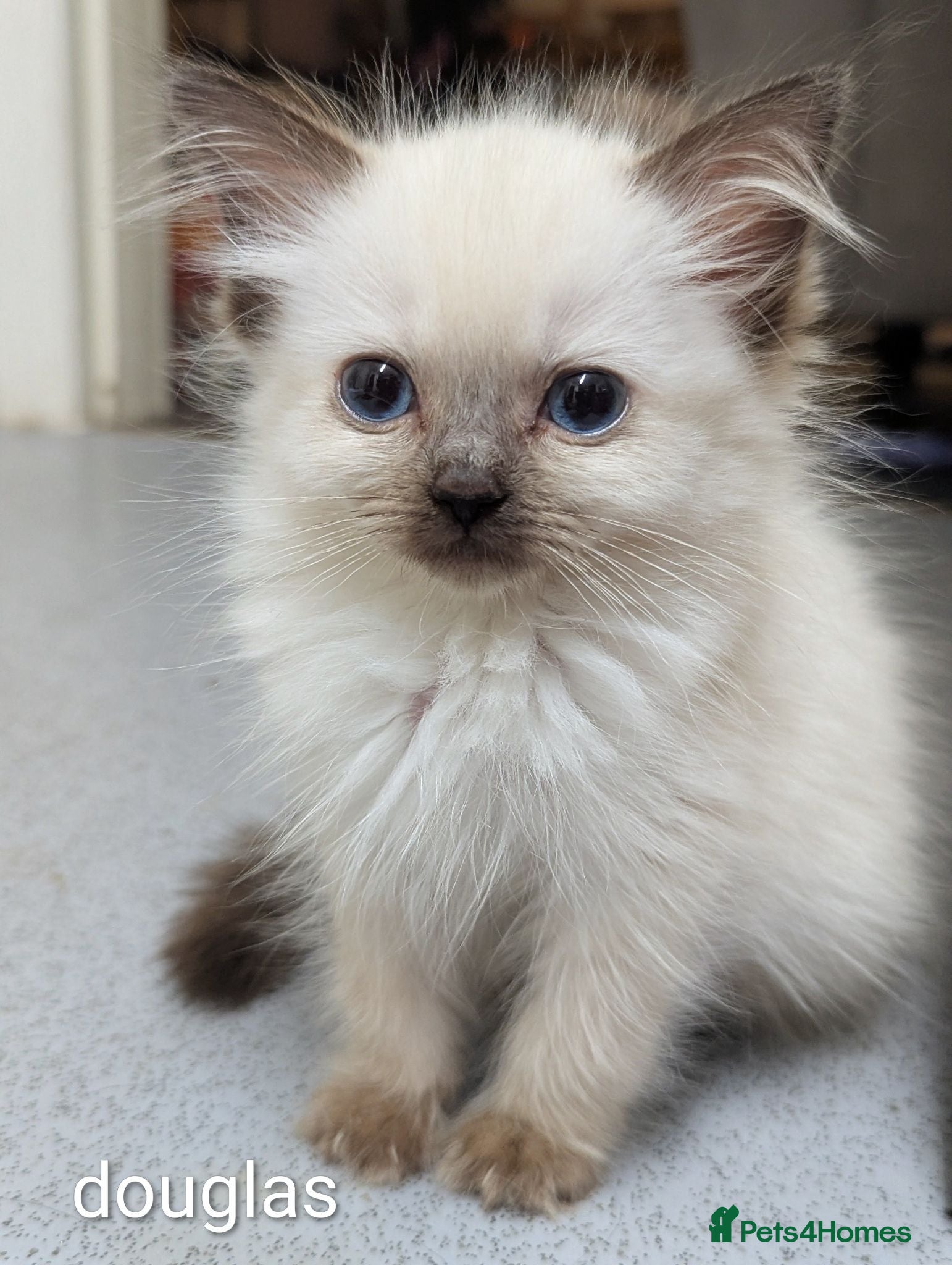 Ragdoll cats Individually gorgeous ragdoll babies 💖💖💖 - Advert 9