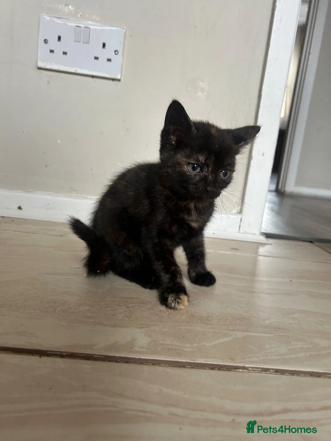 Mixed Breed cats for sale: 4 beautiful kittens  - Advert 5