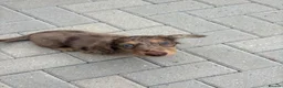 Dachshund dogs for sale: Chocolate dapple mini long haired boy dachshund - Advert 5