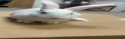 New Zealand rabbits for sale: Pure New Zealand - Advert 3
