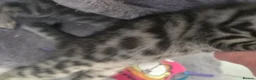 Bengal cats for sale: Bengal mix kittens - Advert 19