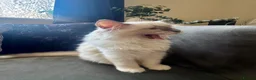 Ragdoll cats for sale: Purebreed Ragdoll kittens - Advert 12