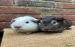 Guinea Pig rodents for sale: Two handsome boars  - Advert 1