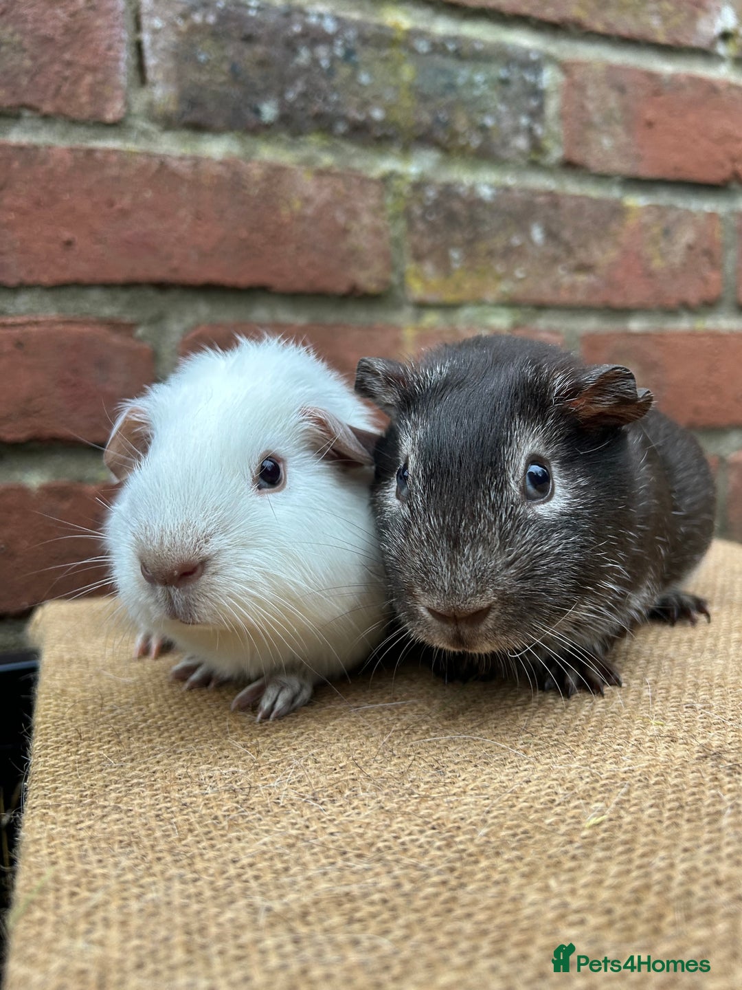 Guinea Pig rodents for sale: Two handsome boars  - Advert 1