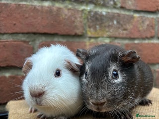 Guinea Pig rodents Two handsome boars - Advert 18