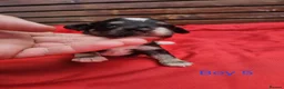 Havanese dogs for sale: Stunning Havanese Puppies - Advert 20