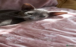 Oriental cats for sale: Full Pedigree Oriental 1 Kitten XL size ears GCCF - Image 21