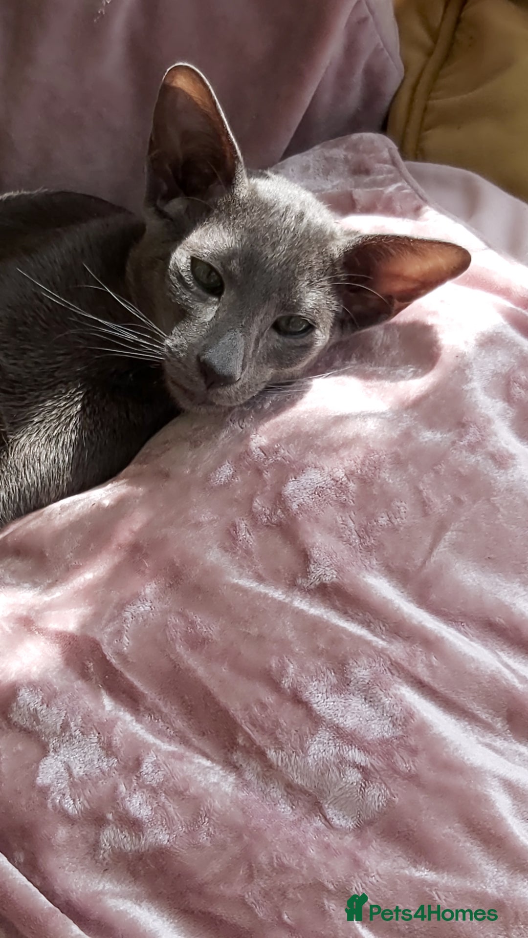 Oriental cats for sale: Full Pedigree Oriental 1 Kitten XL size ears GCCF - Image 21