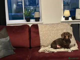 Miniature Dachshund dogs 2 year old male dachshund - Advert 17