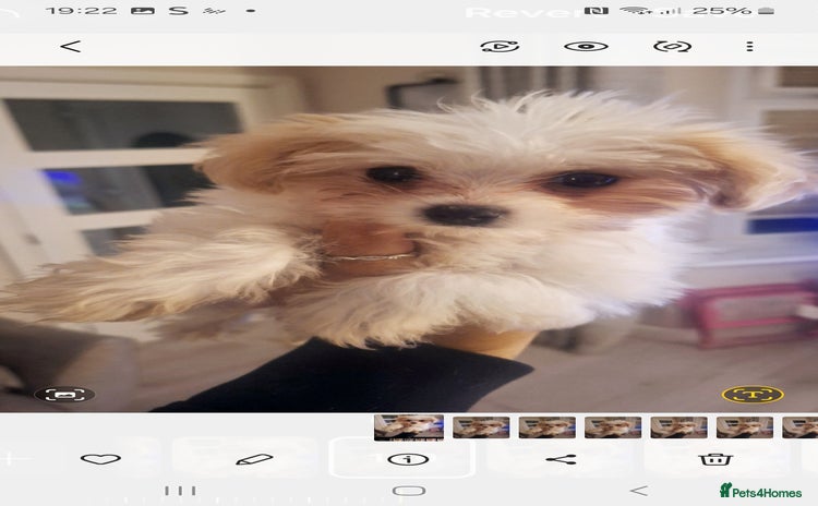 Havanese dogs - Advert 1